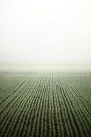 Land in fog