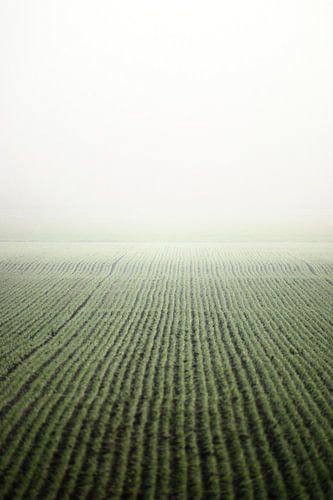 Land in mist