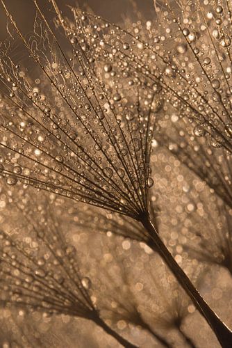 Druppeltjes schitteren in het licht op de morgenster