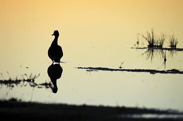 Wadende vogel bij zonsondergang van Ingrid Boellaard
