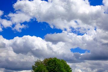 Groep bomen met bewolkte hemel
