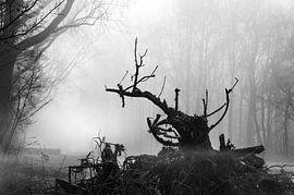 Tree stump in the fog by Kok and Kok