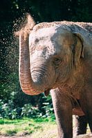 elephant color