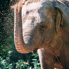 olifant kleur van Daphne Brouwer