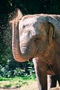 elephant color by Daphne Brouwer thumbnail