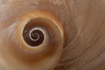 Die Verdrehung (Spirale) einer Cochlea von Marjolijn van den Berg