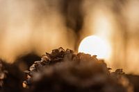 Rustikaler Sonnenuntergang