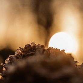 Rustic sunset by Tessa Heijmer