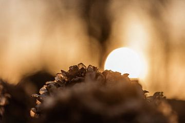 Rustikaler Sonnenuntergang von Tessa Heijmer