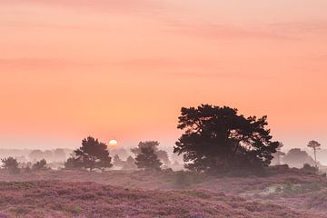 Sfeervolle zonsopkomst op de bloeiende heide van Karla Leeftink