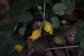 yellow creeping flowers. by Aart van Maren