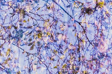 Herfstbladeren | Natuurfoto | Fine Art van Nanda Bussers