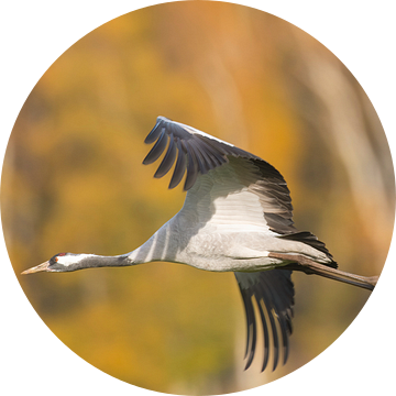Volwassen kraanvogel vliegend over een veld met een bos op de achtergrond van Sjoerd van der Wal Fotografie