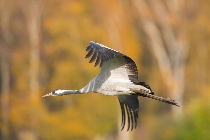 Erwachsener Kranichvogel fliegt über ein Feld mit einem Wald im Hintergrund von Sjoerd van der Wal Fotografie