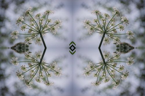 Natuurlijke Symmetrie