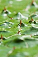 Thorny