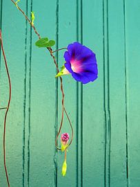 Blumenschmuck by Katharina Wieland Müller