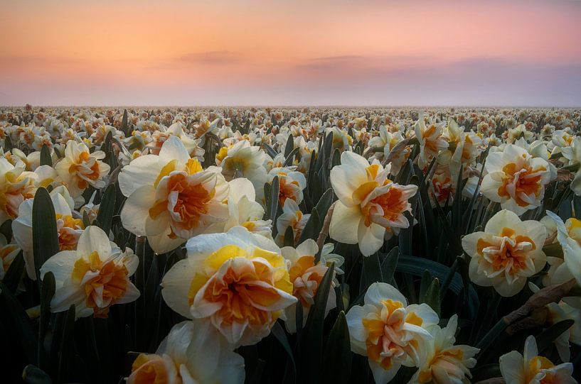 Morning Grace: Daffodils in the Mist by Olga Ilina