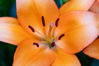 Lys orange