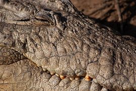 Détail d'une tête de crocodile