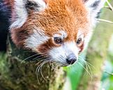 Roter Panda/Kleiner Panda von de buurtfotograaf Leontien Miniaturansicht