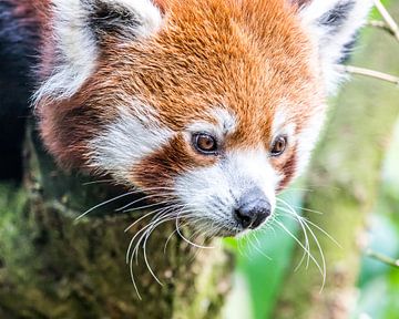 Rode Panda/kleine Panda van de buurtfotograaf Leontien