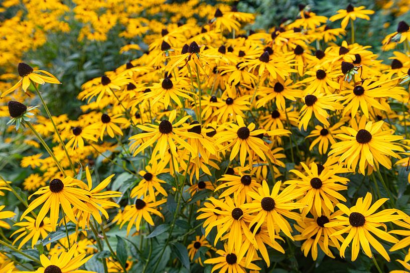 Rudbeckia by Richard Wareham