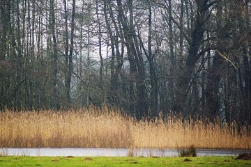 Natuurgebied Achterhoek 