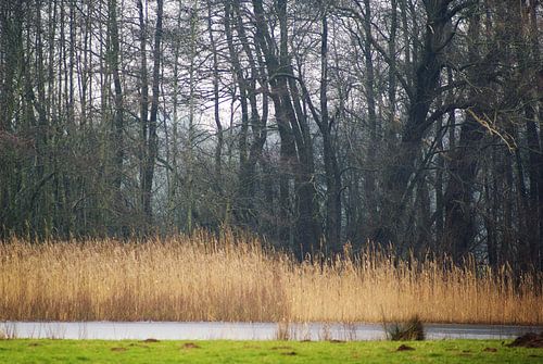 Natuurgebied Achterhoek 