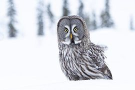 Great grey owl by Stijn Smits