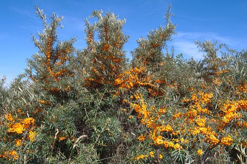 L'argousier (Hippophae rhamnoides) en Frise orientale, à Krummhörn sur Peter Eckert