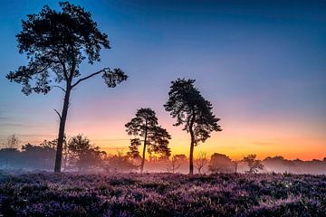 Strijbeek heath by Peter Smeekens