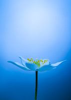 Bosanemoon in blauw....
