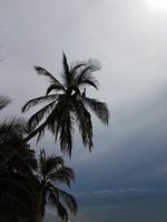 Pelican palm