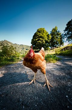 Zähes Schweizer Poulet von Thomas Spaans