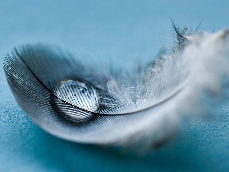 Drop on feather by Marjo Kusters
