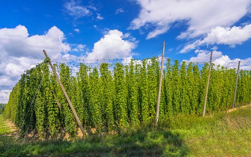 Hoptuin in de Hallertau