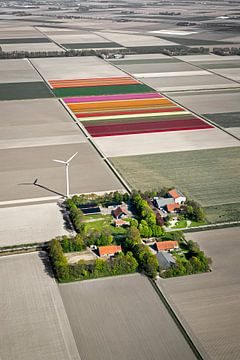 Luchtfoto van boerderijen en tulpenvelden