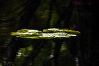 Nénuphar