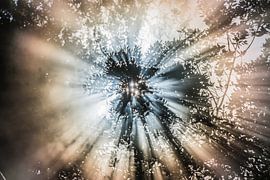 Himmlisch! in Farbe 1 von de buurtfotograaf Leontien