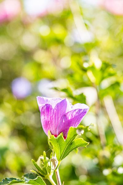 Bright pink flower in the sunlight by David Krause