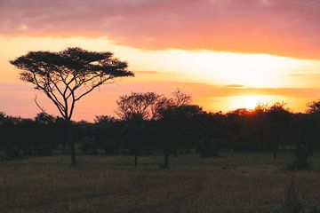 Prachtige zonsopgang in Afrika typische Acacia boom van Niels pothof