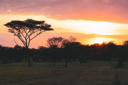 Magnifique lever de soleil en Afrique typique de l'acacia