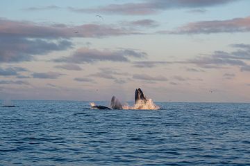 Humpback by Merijn Loch