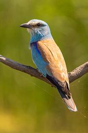 Die Blauracke (Europäische Blauracke), Coracias garrulus.