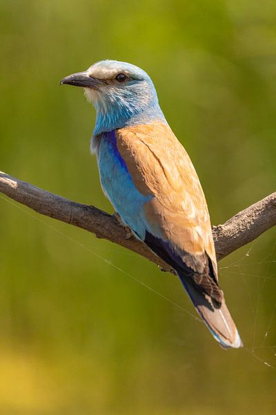 The Roller (European Roller), Coracias garrulus. by Gert Hilbink