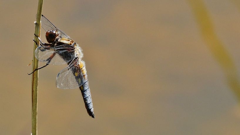 Libelle  by Janny Bergh