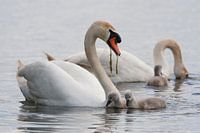 Zwanenfamilie