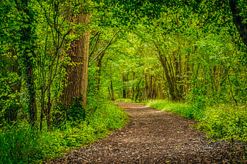 sentier à travers les bois