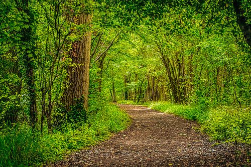 footpath through the woods